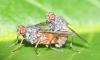 Lispocephala brachialis